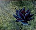 Black Lotus - Easily his most famous illustration, if not Magic's most recognized.