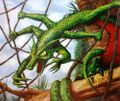 A canopy dragon. Art by Alan Rabinowitz.