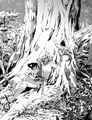 Samir Mia Kauldi in the Great Western Wood